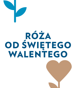 roza_od_sw_walentego_2